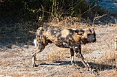Portrait of a painted wolf or Cape hunting dog, Lycaon pictus. Chief Island, Moremi Game Reserve, Okavango Delta, Botswana.