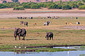 African elephants, Loxodonta africana, impalas, Aepyceros melampus, and zebras, Equus quagga, grazing and foraging near a waterhole. Chobe National Park, Botswana.