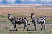 Porträt eines Paares Gewöhnlicher Zebras (Equus quagga), die in die Kamera schauen. Chobe-Nationalpark, Botsuana.