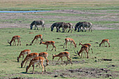 Impalas, Aepyceros melampus, und gewöhnliche Zebras, Equus quagga, beim Grasen. Chobe-Nationalpark, Botsuana.