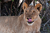 Portrait of a lion, Panthera leo, licking its nose. Chobe National Park, Botswana.