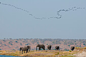 A herd of African elephants, Loxodonta africana, along Chobe River. A flock of birds flies overhead. Chobe River, Chobe National Park, Botswana.
