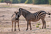 A common zebra, Equus quagga, nuzzling a juvenile. Chobe National Park, Botswana.