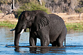 Ein afrikanischer Elefant, Loxodonta africana, watet im Wasser. Okavango-Delta, Botsuana.