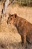 Portrait of a young lion, Panthera leo. Okavango Delta, Botswana.