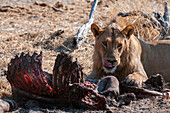 Ein Löwe, Panthera leo, frisst einen Zebrakadaver, Equus quagga. Okavango-Delta, Botsuana.