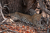 Porträt eines Leoparden, Panthera pardus, der sich im Schatten am Fuße eines Baumes ausruht. Okavango-Delta, Botsuana.