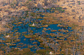 An aerial view of Okavango Delta. Okavango Delta, Botswana.