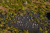 An aerial view of flocks of great white pelicans, Pelecanus onocrotalus, and marabou storks, Leptoptilos crumeniferus. Okavango Delta, Botswana.