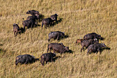 Luftaufnahme einer Herde afrikanischer Büffel, Syncerus caffer. Okavango-Delta, Botsuana.