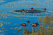Luftaufnahme von Nilpferden, Hippopotamus amphibius, im Wasser. Okavango-Delta, Botsuana.