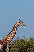 Portrait of a southern giraffe, Giraffa camelopardalis. Central Kalahari Game Reserve, Botswana.
