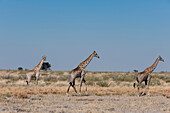 Southern giraffes, Giraffa camelopardalis, walking in an arid landscape. Central Kalahari Game Reserve, Botswana.