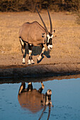 Ein Gemsbock, Oryx gazella, nähert sich einem Wasserloch. Zentral Kalahari Wildschutzgebiet, Botsuana.