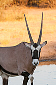 Porträt eines Erdbocks, Oryx gazella, der in die Kamera schaut. Zentral Kalahari Wildschutzgebiet, Botsuana.