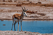 Porträt eines Springbocks, Antidorcas marsupialis, an einer Wasserstelle. Nxai-Pan-Nationalpark, Botsuana.