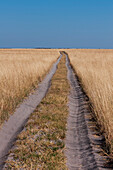 Fahrzeugspuren in sandigem Boden durch eine weite Landschaft mit hohem Gras. Nxai Pan-Nationalpark, Botsuana.