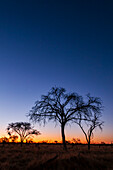 Silhouettierte Bäume und eine Okavango-Delta-Landschaft bei Sonnenuntergang. Khwai-Konzessionsgebiet, Okavango-Delta, Botsuana.