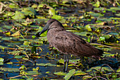 Porträt eines Hammerkopfs, Scopus umbretta, auf der Jagd zwischen Seerosenblättern. Khwai-Konzessionsgebiet, Okavango-Delta, Botsuana.