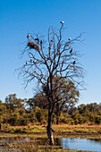 Afrikanischer Heiliger Ibis, Threskiornis aethiopicus, und Afrikanischer Offenschnabelstorch, Anastomus lamelligerus, sitzen auf einem toten Baum. Khwai-Konzessionsgebiet, Okavango-Delta, Botsuana.