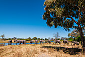 Eine Herde afrikanischer Elefanten, Loxodonta africana, versammelt sich an einem Wasserlauf und trinkt. Khwai-Konzessionsgebiet, Okavango-Delta, Botsuana.