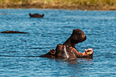 Ein Nilpferd, Hippopotamus amphibius, gähnt. Khwai-Konzessionsgebiet, Okavango-Delta, Botsuana.