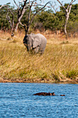 A hippopotamus, Hippopotamus amphibius, submerged in a pond. An African elephant, Loxodonta africana on the bank. Khwai Concession Area, Okavango Delta, Botswana.