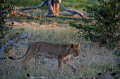 Porträt einer Löwin, Panthera leo, beim Gehen. Khwai-Konzessionsgebiet, Okavango-Delta, Botsuana.