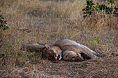 A pair of lionesses, Panthera leo, resting together. Khwai Concession Area, Okavango Delta, Botswana.