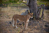 Porträt einer Löwin, Panthera leo, die an einem Baumstamm steht. Khwai-Konzessionsgebiet, Okavango-Delta, Botsuana.