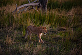 Löwe (Panthera leo), Khwai-Konzessionsgebiet, Okavango-Delta, Botsuana.