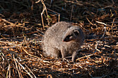 Portrait of a slender mongoose, Galerella sanguinea. Khwai Concession Area, Okavango Delta, Botswana.