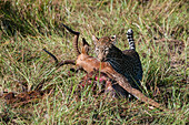 Ein Leopard, Panthera pardus, frisst einen Impala-Kadaver, Aepyceros melampus. Khwai-Konzessionsgebiet, Okavango-Delta, Botsuana.