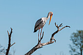 A yellow-billed stork, Mycteria ibis, perched on a dead tree branch. Khwai Concession Area, Okavango Delta, Botswana.