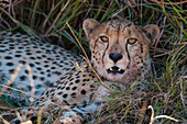 Porträt eines Geparden, Acinonyx jubatus, in Ruhe. Khwai-Konzessionsgebiet, Okavango-Delta, Botsuana.