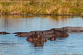 Eine Gruppe von Flusspferden, Hippopotamus amphibius, in einem Teich. Khwai-Konzessionsgebiet, Okavango-Delta, Botsuana.