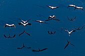 Aerial view of a flock of yellow-billed storks, Mycteria ibis, in flight. Okavango Delta, Botswana.