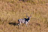 Luftaufnahme eines männlichen Großen Kudu, Tragelaphus strepsiceros. Okavango-Delta, Botsuana.