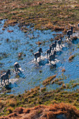 Luftaufnahme von Steppenzebras, Equus quagga, die in einer Überschwemmungsebene im Okavango-Delta spazieren gehen. Okavango-Delta, Botsuana.