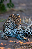 Porträt eines Leoparden, Panthera pardus, beim Ausruhen. Mashatu-Wildreservat, Botsuana.