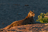 Porträt eines Leoparden, Panthera pardus, der bei Sonnenuntergang ruht. Mashatu-Wildreservat, Botsuana.
