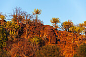 Niedriger Blickwinkel auf die mit seltsamen Bäumen gesäumten Klippen. Mashatu-Wildreservat, Botsuana.