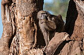 A chacma baboon, Papio ursinus, sitting in the fork of a tree. Mashatu Game Reserve, Botswana.