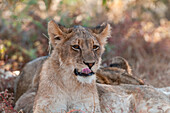 Porträt eines jungen Löwen, Panthera leo, der sich mit anderen Mitgliedern seines Rudels ausruht. Mashatu-Wildreservat, Botsuana.