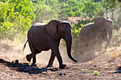 African elephants, Loxodonta africana, kicking up clouds of dust as they walk. Mashatu Game Reserve, Botswana.