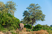 Ein Afrikanischer Elefant, Loxodonta africana, steht zwischen Bäumen und Sträuchern. Mashatu-Wildreservat, Botsuana.