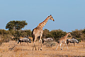 A southern giraffe, Giraffa camelopardalis, and her one-week-old calf walking with a group of blue wildebeests, Connochaetes taurinus. Mashatu Game Reserve, Botswana.