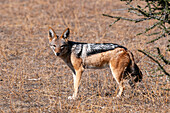 Porträt eines Schabrackenschakals, Canis mesomelas, der in die Kamera schaut. Mashatu-Wildreservat, Botsuana.