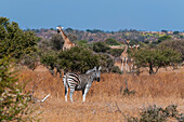 A plains zebra, Equus quagga, and southern giraffes, Giraffa camelopardalis, in a landscape of trees and grasses. Mashatu Game Reserve, Botswana.