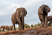 A herd of African elephants, Loxodonta africana, at a waterhole. Mashatu Game Reserve, Botswana.